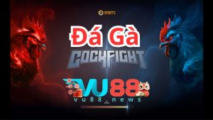 Khám phá sảnh đá gà VU88